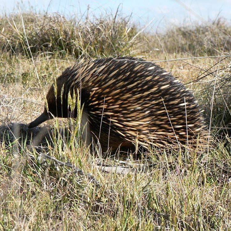 echidna lcg