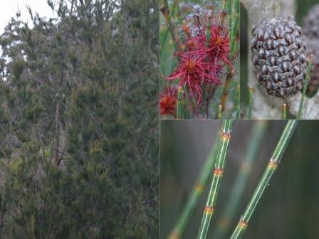 Black Sheoak web