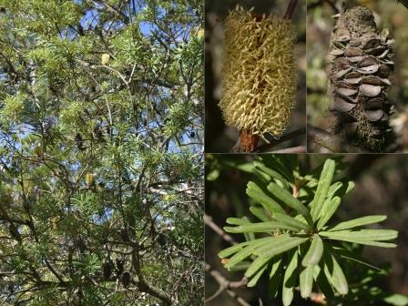 Silver Banksia web