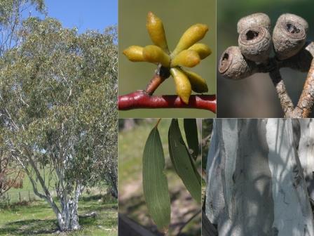 Snow Gum web