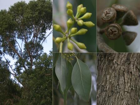 Yarra Gum web