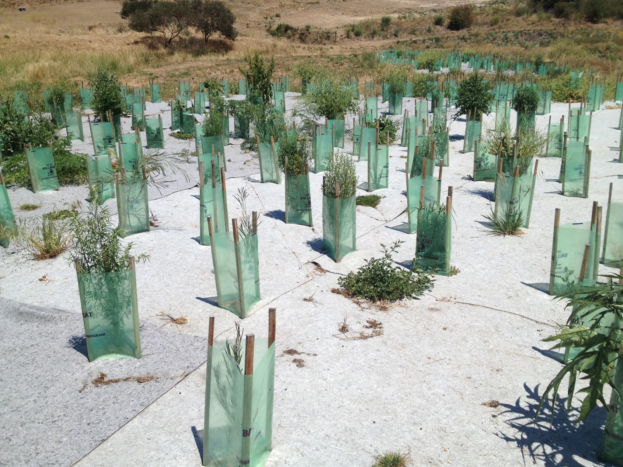 Yarrowee River plants Mt Pleasant