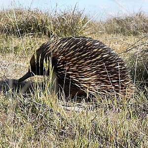 Echidna lcg