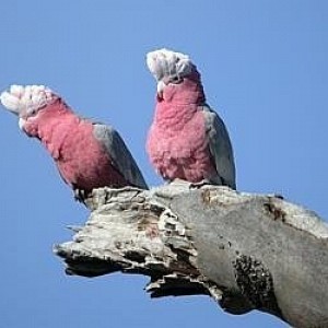 Galahs-lcg